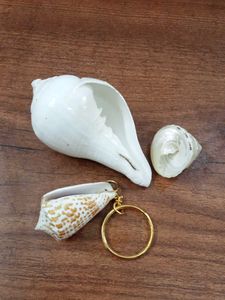 Seashell Collection &amp; Keychain