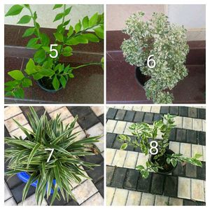 you can select 10 live root plants