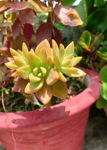 Succulents