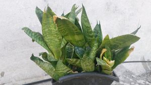 Whole1 Year Old Mature Dwarf Snake Plant