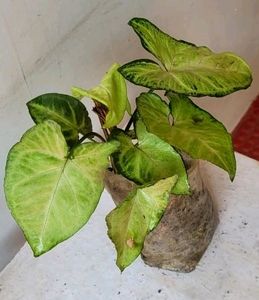 Arrowhead Plant 🌵