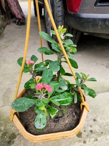 Euphorbia Plant