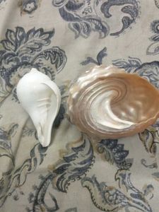 Lithopoma undosum and turbinella pyrum shells