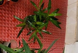 Set 2 Mosen Plants