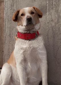 customise your dog figurine