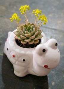 Premium Ceramic Turtle Planter Cute Desk Gift