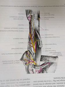 General Anatomy, Upper and Lower Limbs