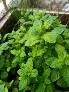 Pudina/ Mint Plant