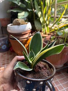 Snake Plant in Decorative Pot