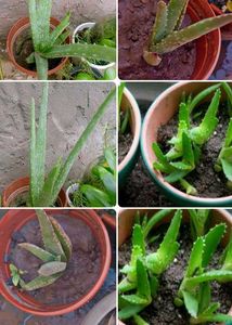 Healthy Aloe Vera Plant