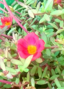 Vibrant Pink Purslane Flowers