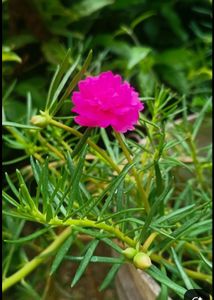 combo of 3 colour portulaca plant red yellow and p