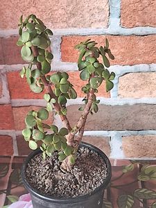 Lucky Jade Plant
