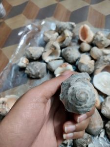 Seashells