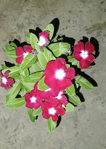 Hybrid Vinca Live Plants