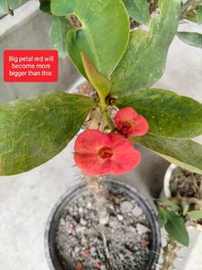 Beautiful Crown of Thorns Plants(4 variety)
