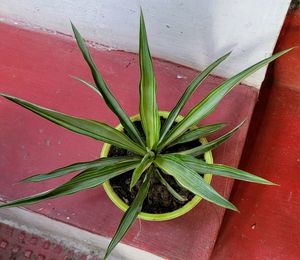 Agave Attenuata Small  Heat Tolerant & Pot