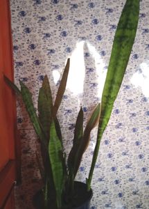 Snake Plant