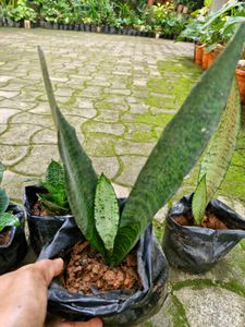 Snake Plants for Sale
