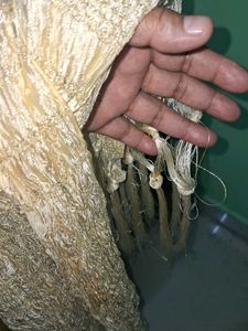Sheer Embellished Dupatta Scarf of 1