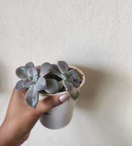 Plants