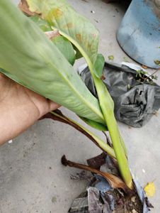 8 Plant Combo