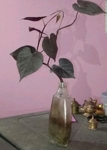 Violet Climbers (Plant Only )