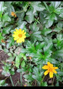 mixed flowering plants