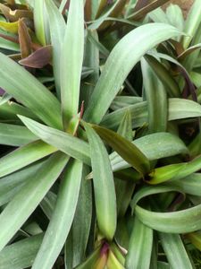 Rhoeo Plant, Scientific name -Tradescantia