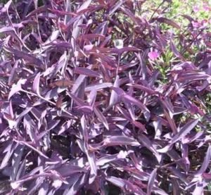 combo plants,z plant, purple heart, pench cactus,