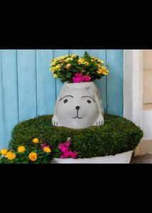 Cute cat  Face Planter