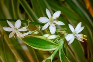 Chlorophytum Laxum Plant 🌵&Pot