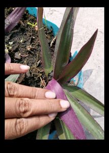 6 combo Plant With Rooted
