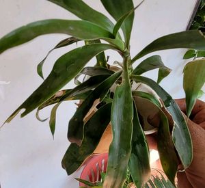 3 Set Callisia &amp;Dracaena Mahatma &amp;Ming Aralia Plan