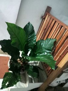 Giant Atherium Hookeri Mother Plant . 4 Year Old.