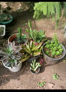 Combo Of Succulent Plant