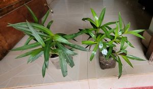 Pack 2 Moses in the Cradle Plant🪴&amp; Pot