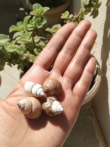 💦Natural Seashell for Decor💦