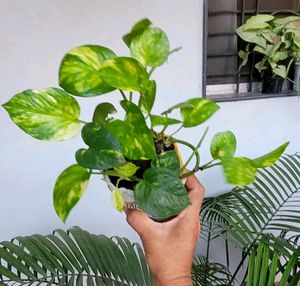 Pack 2 Evergreen Money &amp; Arrowhead Plant 🪴