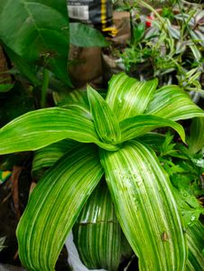 Variegated Basket  Plant