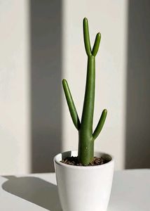 live Beginner-friendly plant combo of 4 at just 30