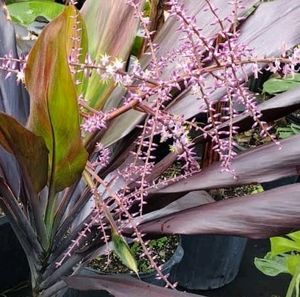 Dracaena Ruby Healthy Plant🌵&amp; Pot