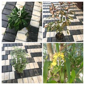 you can select 10 live root plants