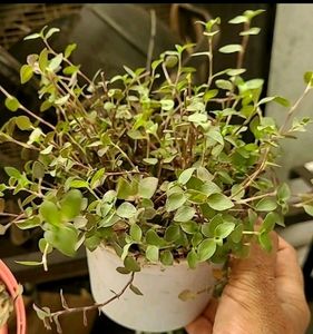 Callisia repens Plants 🌱&amp; pot