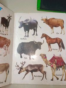 Kids' Animal &amp; Bird Books