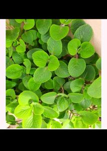 4 Plant With rooted