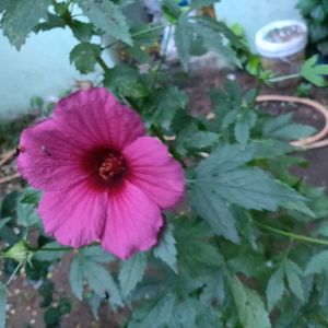Gonghura seeds (Set of 8 Seed)
