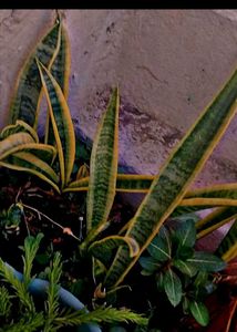 Beautiful 7 Plants