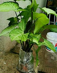 Nephthytis (Syngonium)Plants 🌵