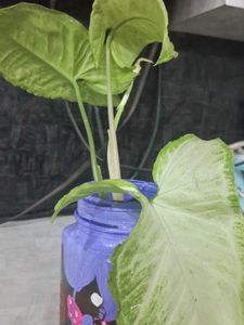 Live Syngonium Plant Cutting